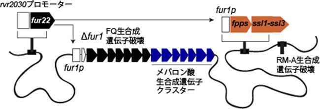 放線菌を用いたボツリオコッセン生産～テルペノイド生産プラットフォームの開発～