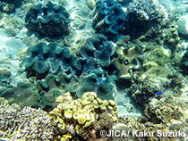 バヌアツ豊かな前浜プロジェクトフェーズ3