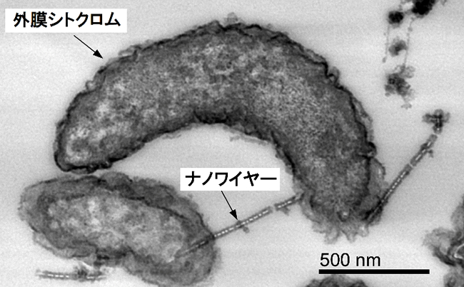 鉄腐食の原因菌が電子を引き抜く酵素を持つことを証明 テック アイ建設技術