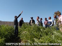 パレスチナ：市場志向型農業のための農業普及改善プロジェクト