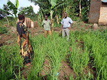 ウガンダ：ネリカ米振興計画プロジェクト