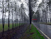 中華人民共和国 ：河南省植林事業