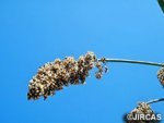 ブルキナファソ産リン鉱石を用いた施肥栽培促進モデル構築プロジェクト