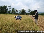 インドネシア食料安全保障を目指した気候変動適応策としての農業保険における損害評価手法の構築と社会実装