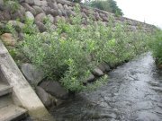 ネコヤナギによる護岸の緑化工法（旧：QS-080012-V）