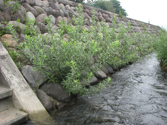 ネコヤナギによる護岸の緑化工法（旧：QS-080012-V）