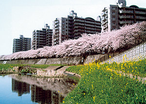 団地のみどり～まちや住まいの安心・安全・快適性～・美しいまちづくり