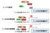 藻類のオイル生産を制御する因子を同定