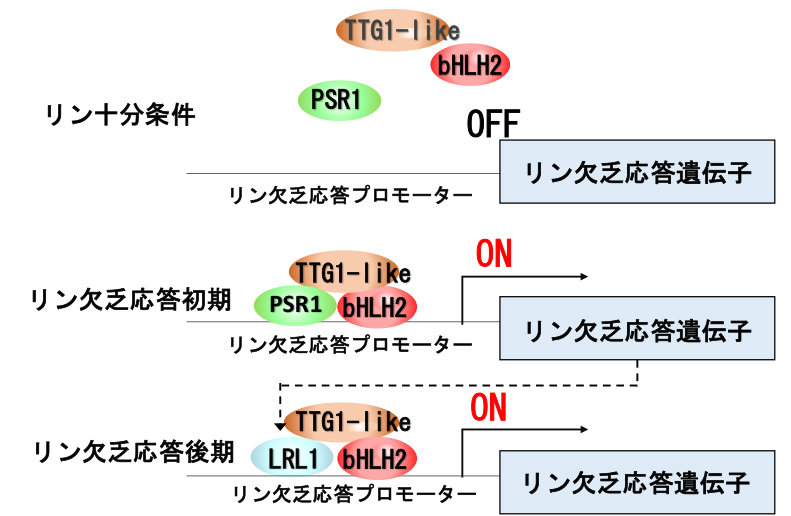 藻類のオイル生産を制御する因子を同定