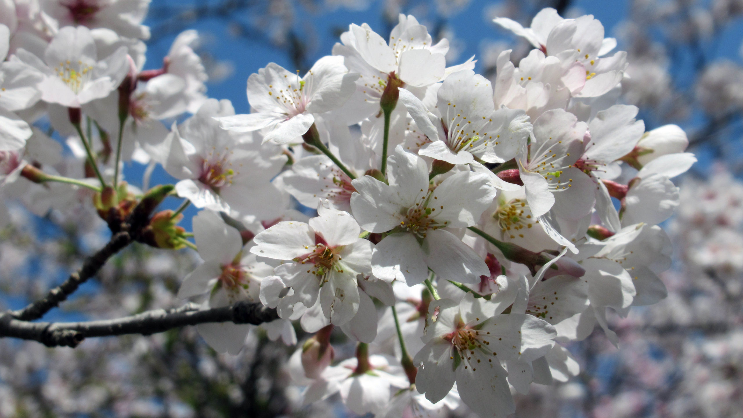 ドイツ：独豪がグリーン水素のサプライチェーンに関する実現可能性調査を開始