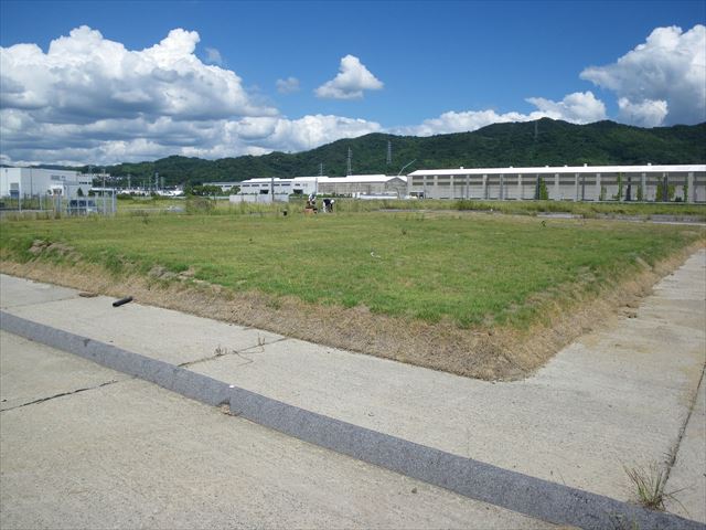 高耐油性日本シバ「バーニングフィールド」(KK-200036-A)
