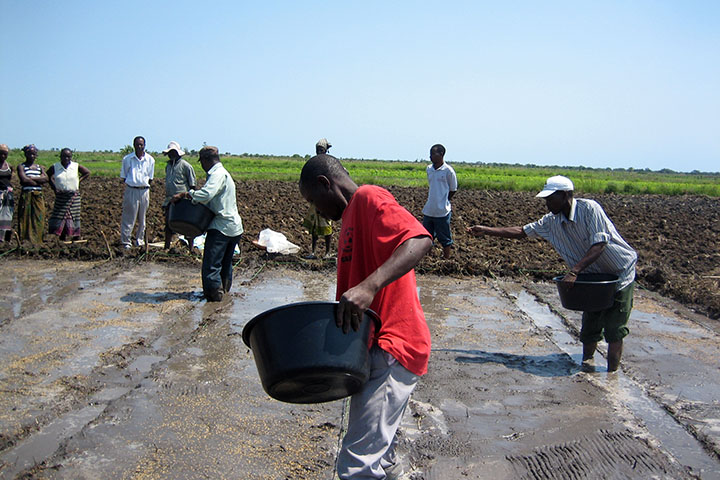 モザンビーク：ショクエ灌漑スキーム小規模農家総合農業開発