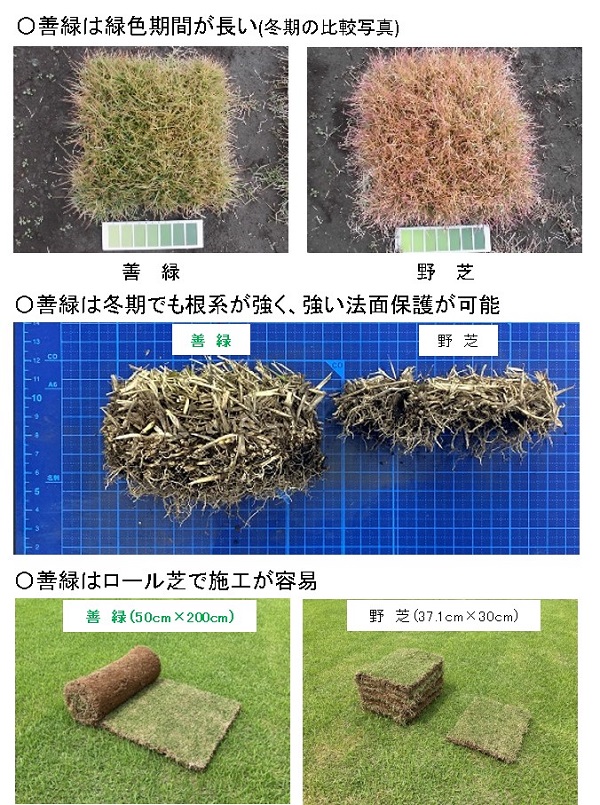 法面等の緑化(張芝工)に用いる改良野芝「善緑」(QS-220026-A)