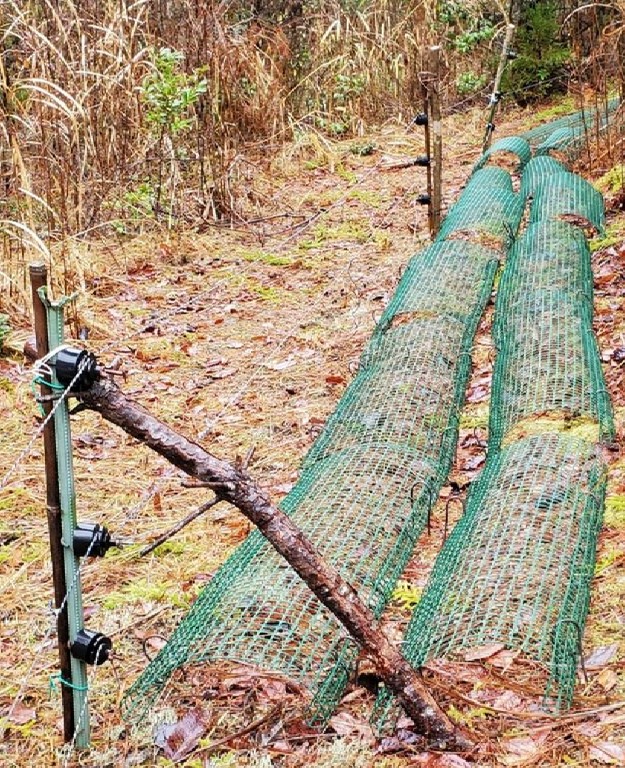 猪ふまず（ししふまず）(CG-220022-A)