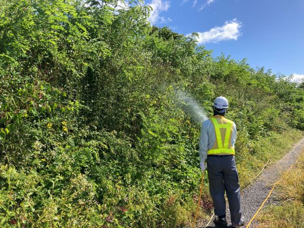 サーベルDFを用いたイタチハギ、クズ、ニセアカシア、ギンネム等への防除工法(KT-220183-A)