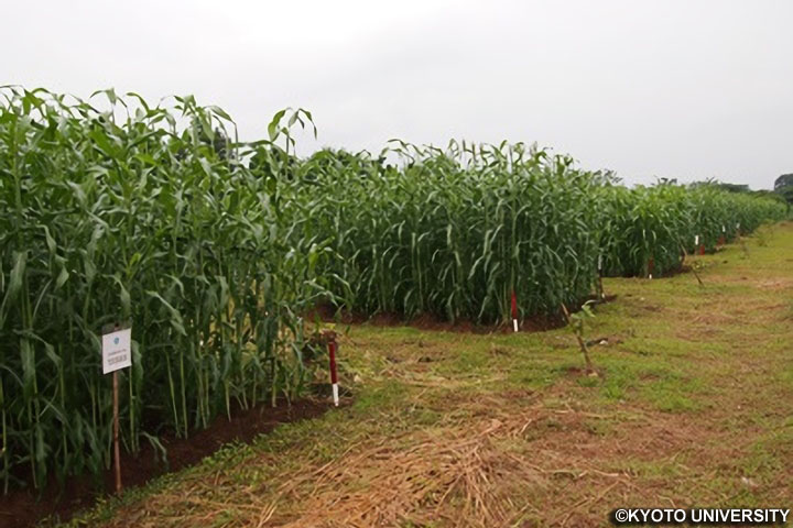 インドネシア：熱帯荒廃草原の植生回復を通じたバイオマスエネルギーとマテリアル生産プロジェクト