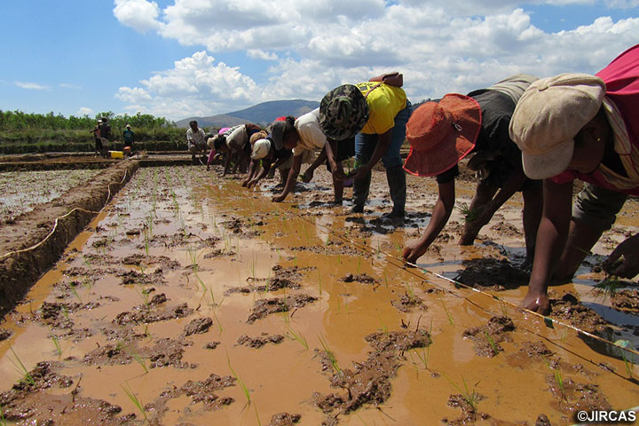 マダガスカル肥沃度センシング技術と養分欠乏耐性系統の開発を結合したアフリカ稲作における養分利用効率の飛躍的向上