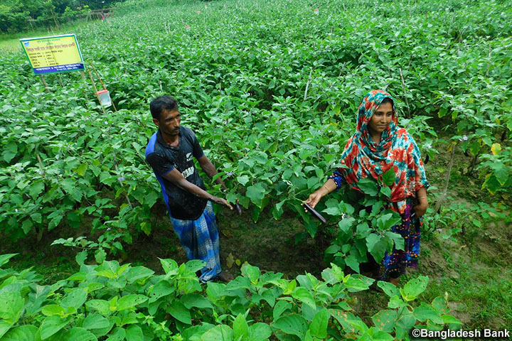 バングラデシュ小規模農家農業生産性向上・多様化振興融資事業