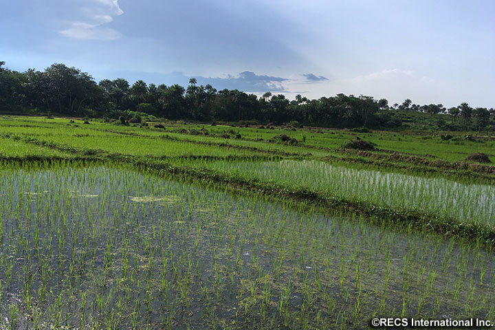 シエラレオネ持続的コメ生産プロジェクト