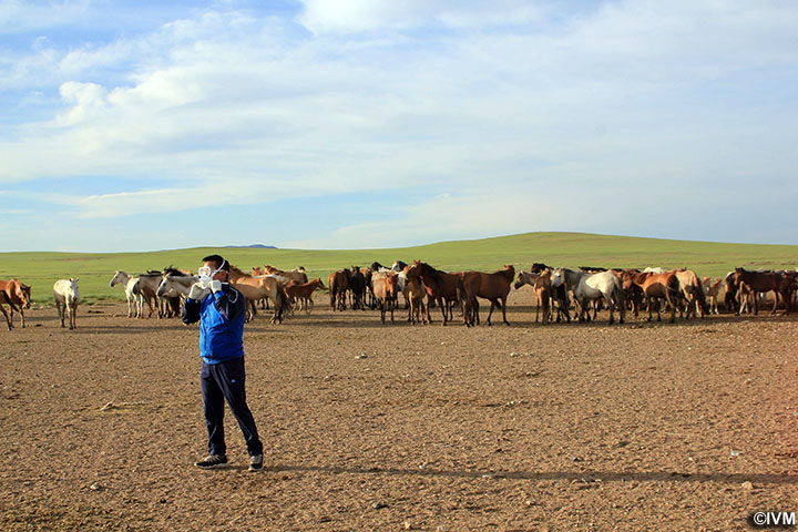モンゴル：結核と鼻疽の制圧プロジェクト