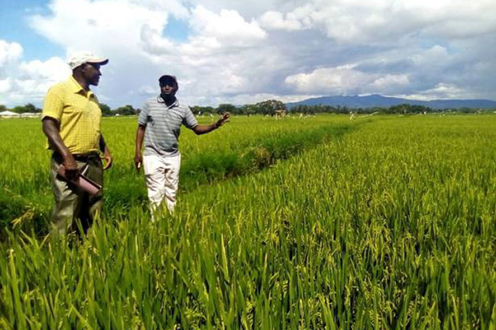 タンザニア：DADP灌漑事業ガイドライン策定・訓練計画プロジェクト