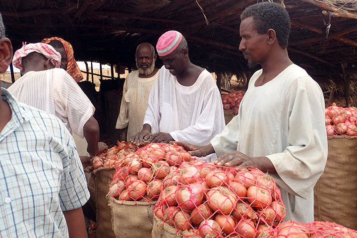 スーダン：リバーナイル州における市場志向型農業および灌漑スキームの組織とその運営能力強化プロジェクト
