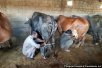 パキスタン：ハイバル・パフトゥンハー州畜産開発を通じた生計向上プロジェクト