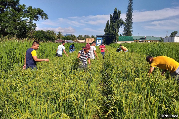 フィリピン：バンサモロ自治政府能力向上プロジェクト