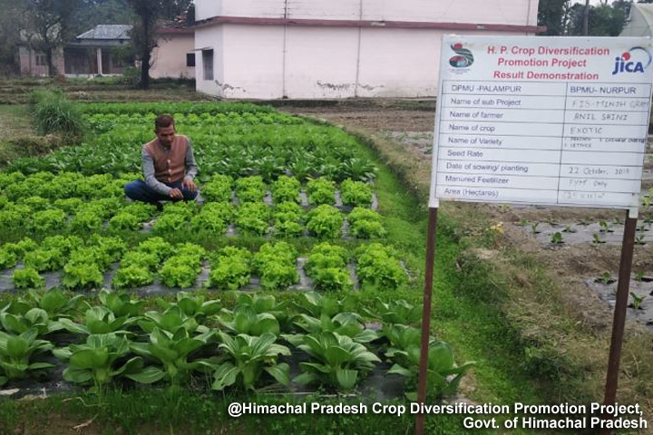 インド：ヒマーチャル・プラデシュ州作物多様化推進事業（フェーズ2）