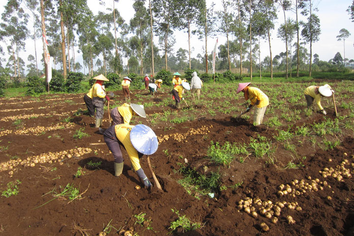 インドネシア：官民協力による農産物流通システム改善プロジェクトフェーズ2