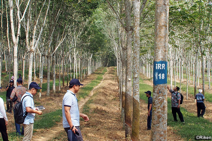 インドネシア：ゴムノキ葉枯れ病防除のための複合的技術開発プロジェクト