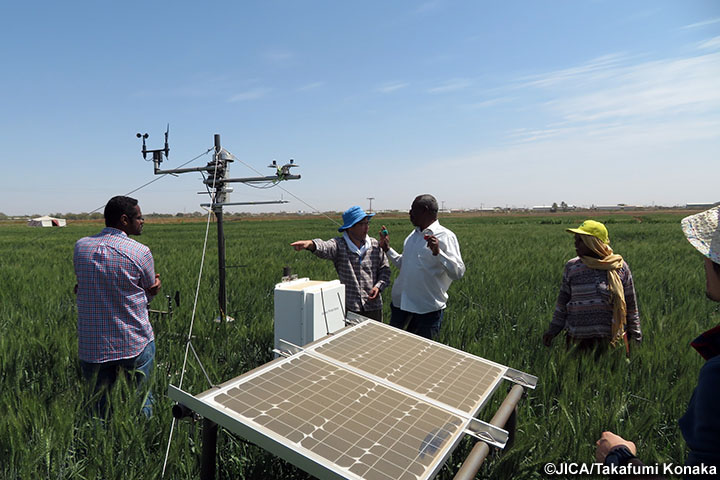 スーダン及びサブサハラアフリカの乾燥・高温農業生態系において持続的にコムギを生産するための革新的な気候変動耐性技術の開発プロジェクト