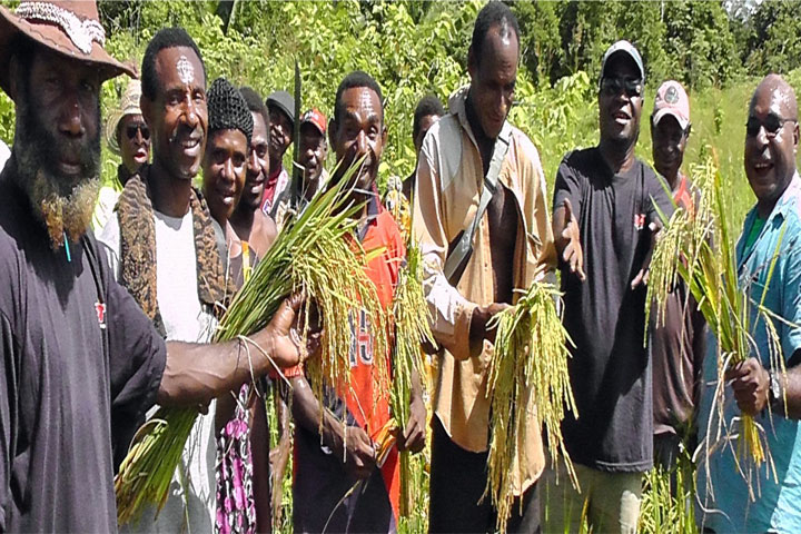 パプアニューギニア：小規模稲作振興計画プロジェクト