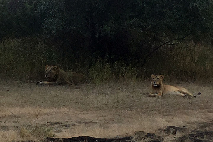 インド：グジャラート州生態系再生事業