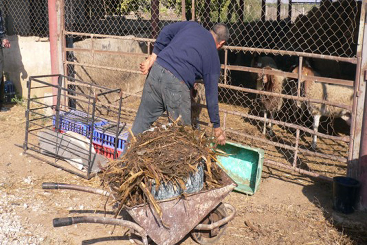 パレスチナ：持続的農業技術確立のための普及システム強化プロジェクト