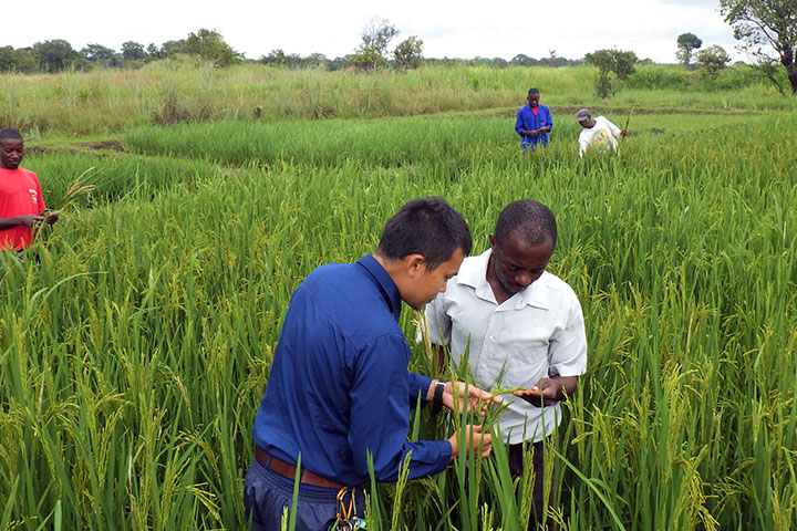 ザンビア：市場志向型稲作振興プロジェクト