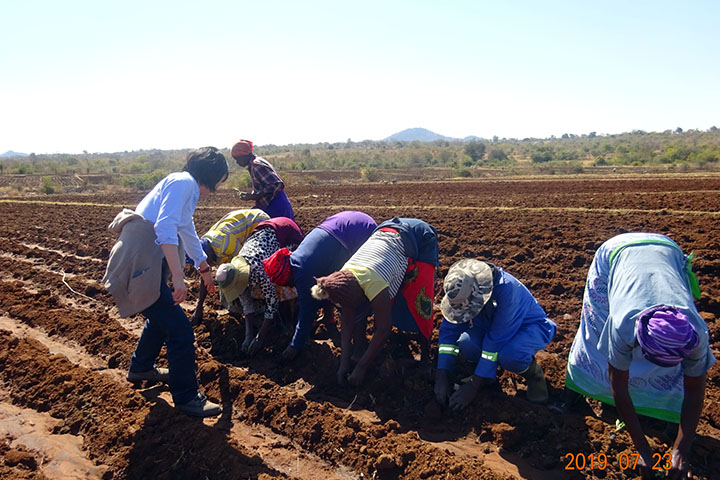 ジンバブエ市場志向型農業振興プロジェクト