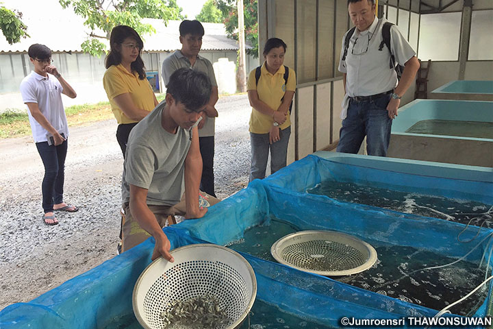 タイ：世界戦略魚の作出を目指したタイ原産魚介類の家魚化と養魚法の構築