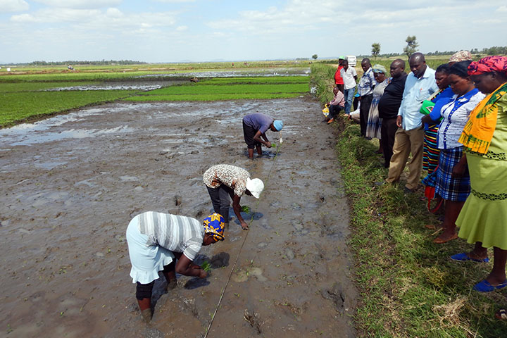 ケニア灌漑地区におけるコメ生産強化のための能力開発プロジェクト
