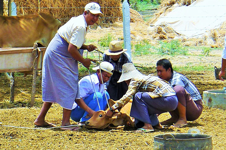 ミャンマー口蹄疫対策のための組織能力強化プロジェクト