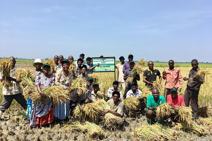 ウガンダ：コメ振興プロジェクト フェーズ2