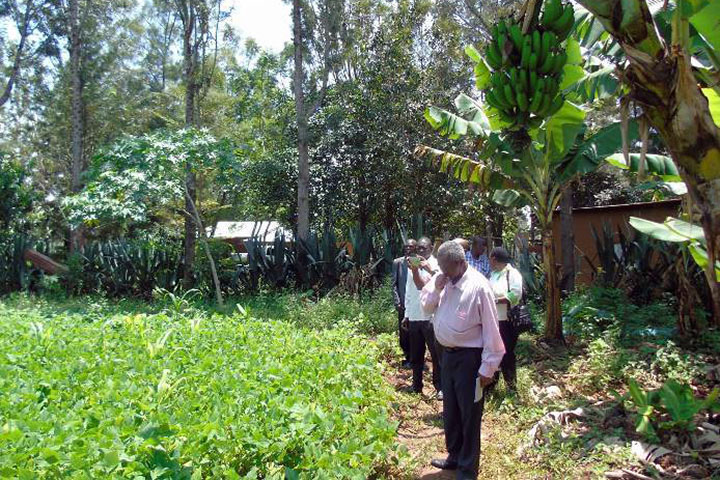 ケニア小規模園芸農民組織強化計画プロジェクト