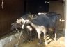 インド酪農開発事業