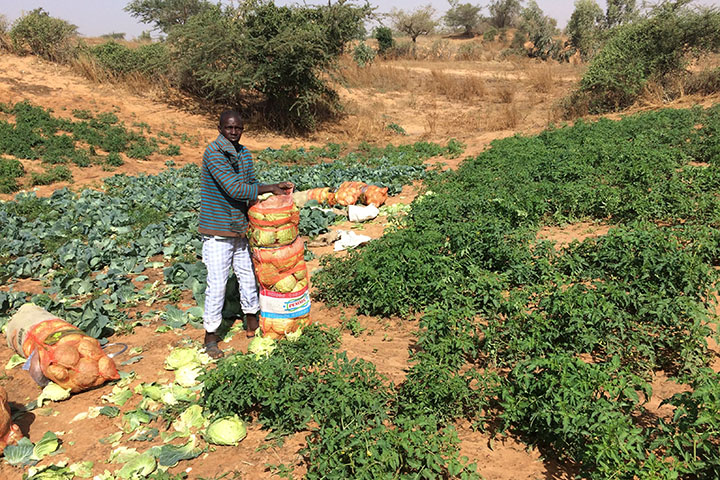 セネガル小規模園芸農家能力強化プロジェクト