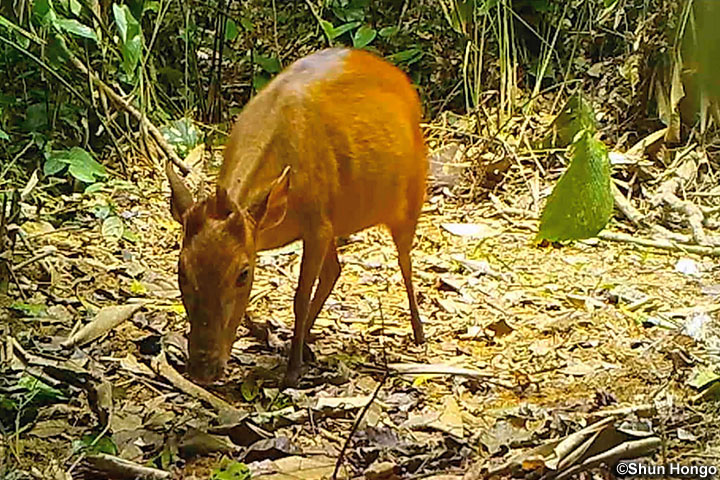 カメルーン在来知と生態学的手法の統合による革新的な森林資源マネジメントの共創プロジェクト