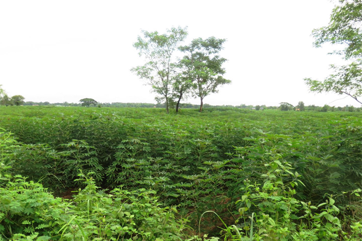 ラオス：タゴン灌漑農業改善計画