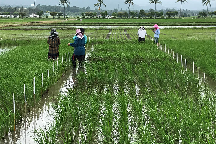 ミャンマーにおけるイネゲノム育種システム強化