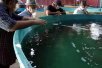 キューバ：海水魚養殖プロジェクト