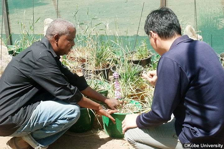 スーダン :ストライガ防除による食料安全保障と貧困克服 スーダン :ストライガ防除による食料安全保障と貧困克服