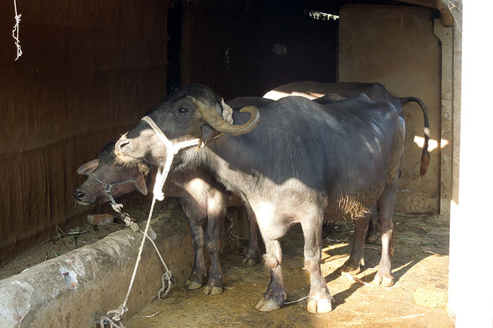 インド酪農開発事業